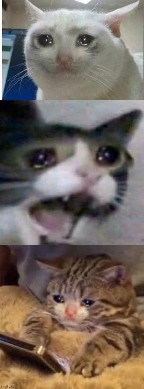 Image tagged in crying cat,sad cat looking at phone Imgflip