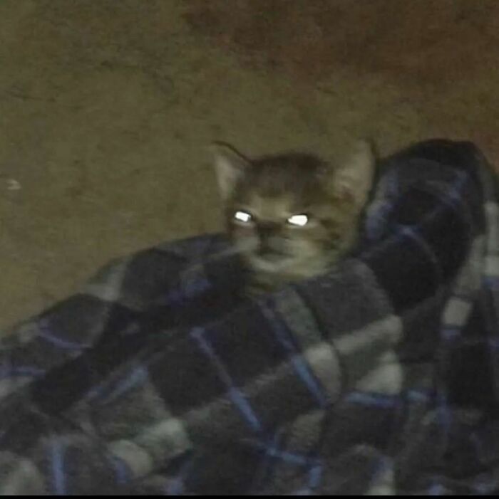 Cat in a blanket Blank Template Imgflip