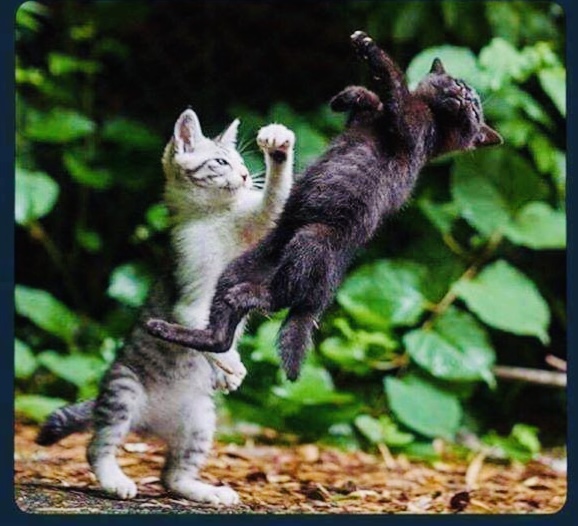 Kitty fight Blank Template Imgflip