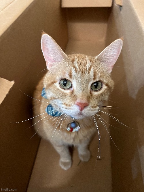 Kitty Christmas tree box Imgflip