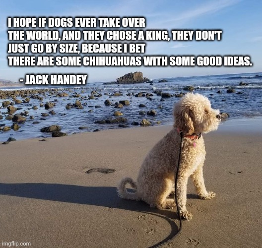 Deep Thoughts for Dogs Imgflip