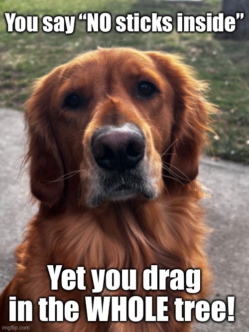 Life’s a WOOF Imgflip