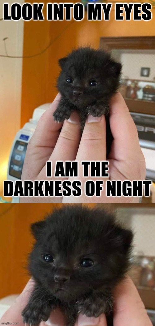 MORE LIKE CUTENESS OF THE NIGHT Imgflip