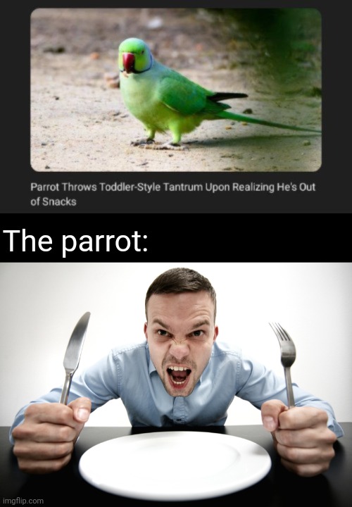 Parrot Imgflip