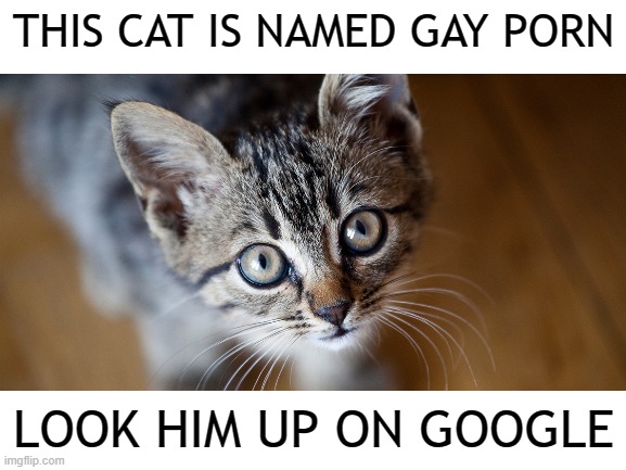 Image tagged in cat,gay - Imgflip