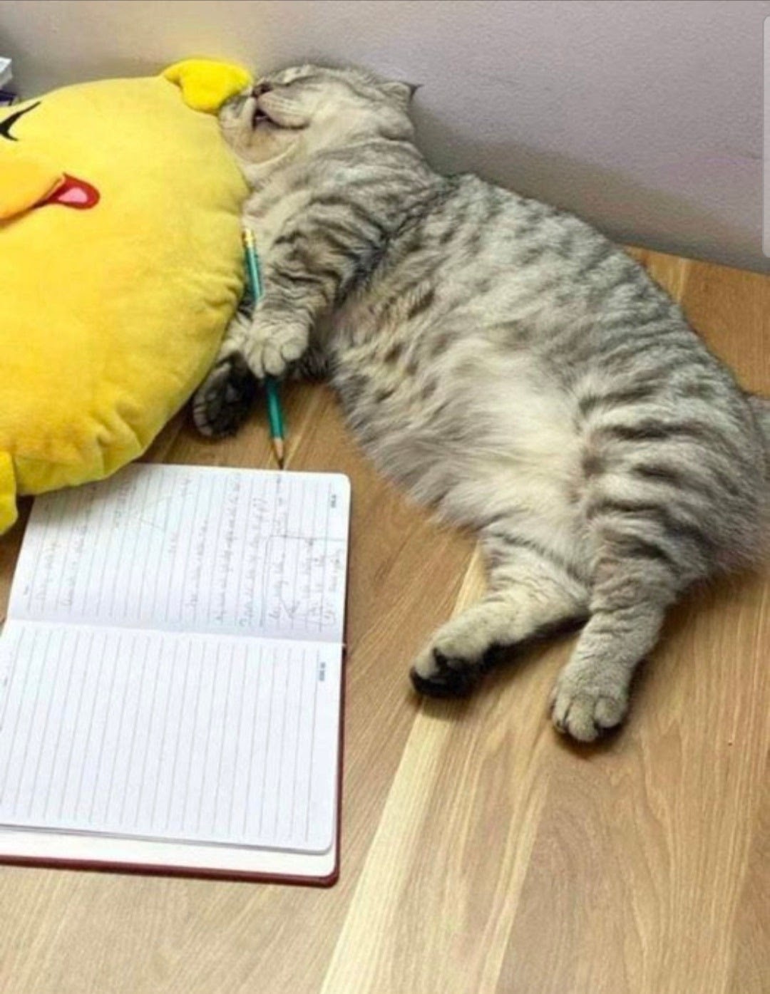 Exhausted Cat Blank Template Imgflip