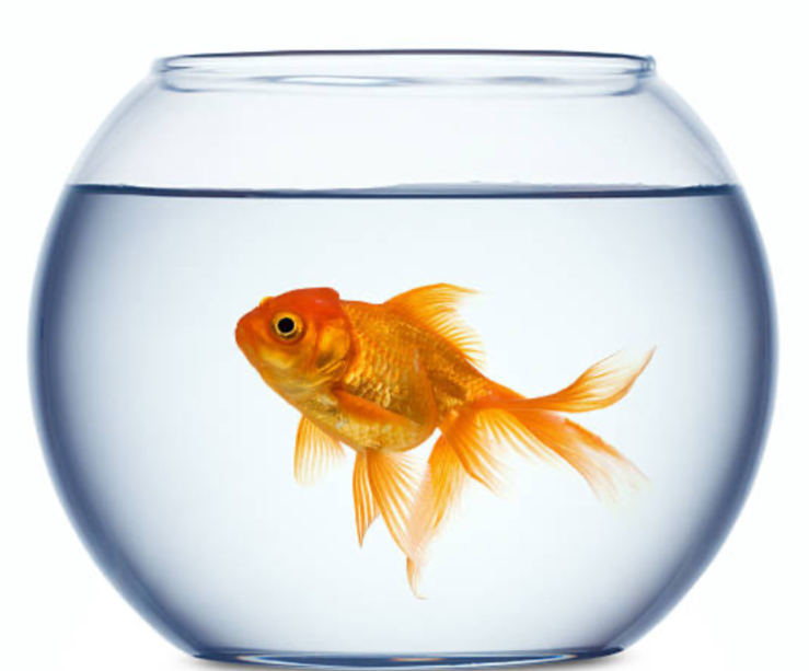 Fishbowl Memes Imgflip