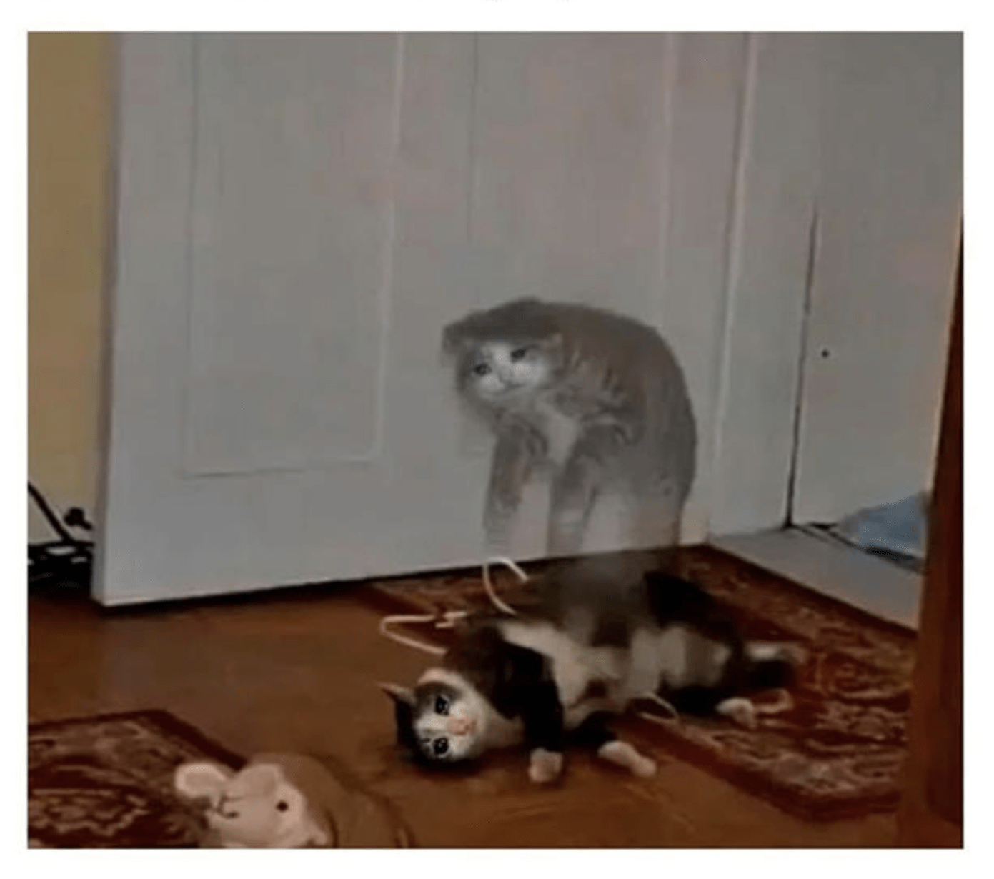 soul leaving cat's body Blank Template Imgflip