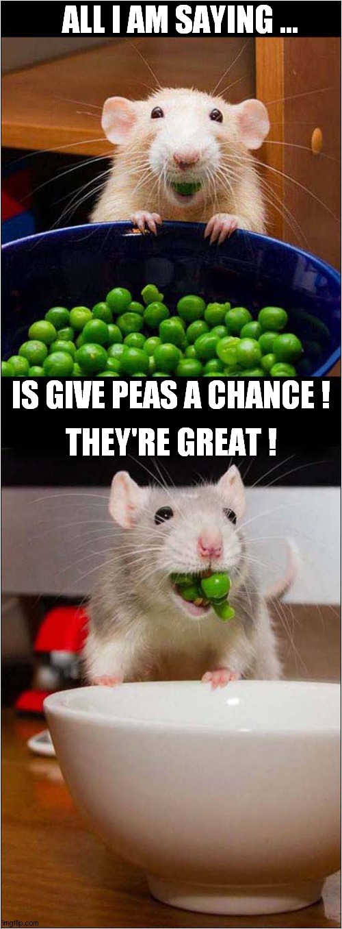 Rats Say Eat Your Greens ! Imgflip