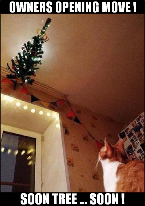 Cat Vs Christmas Tree ! Imgflip