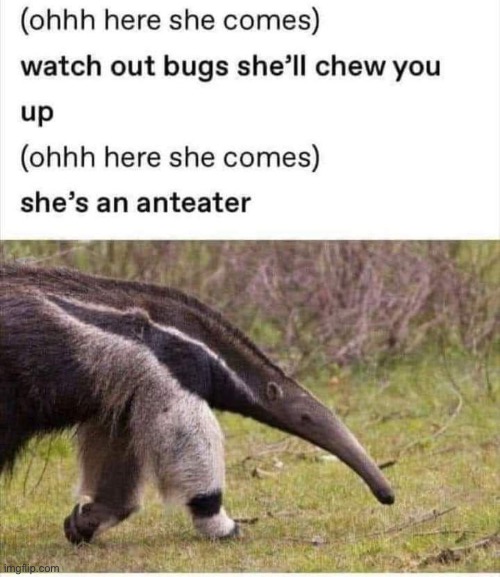 Anteater Imgflip