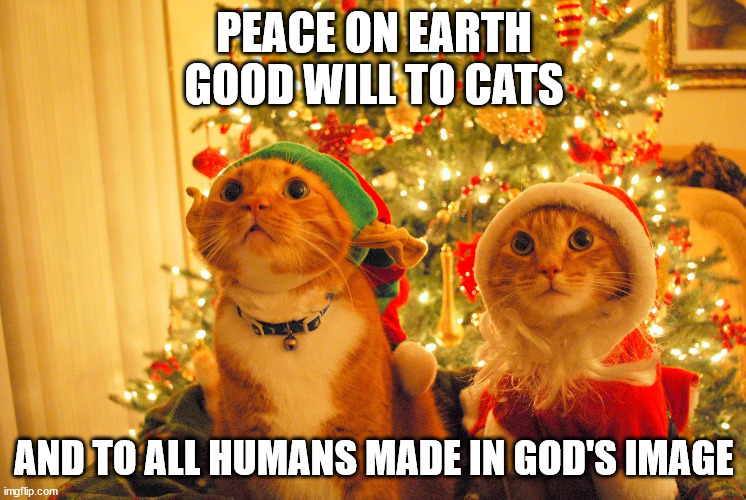 Christmas Cats hopeful Memes Imgflip
