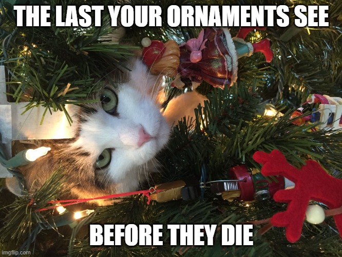 Cat=no tree Imgflip