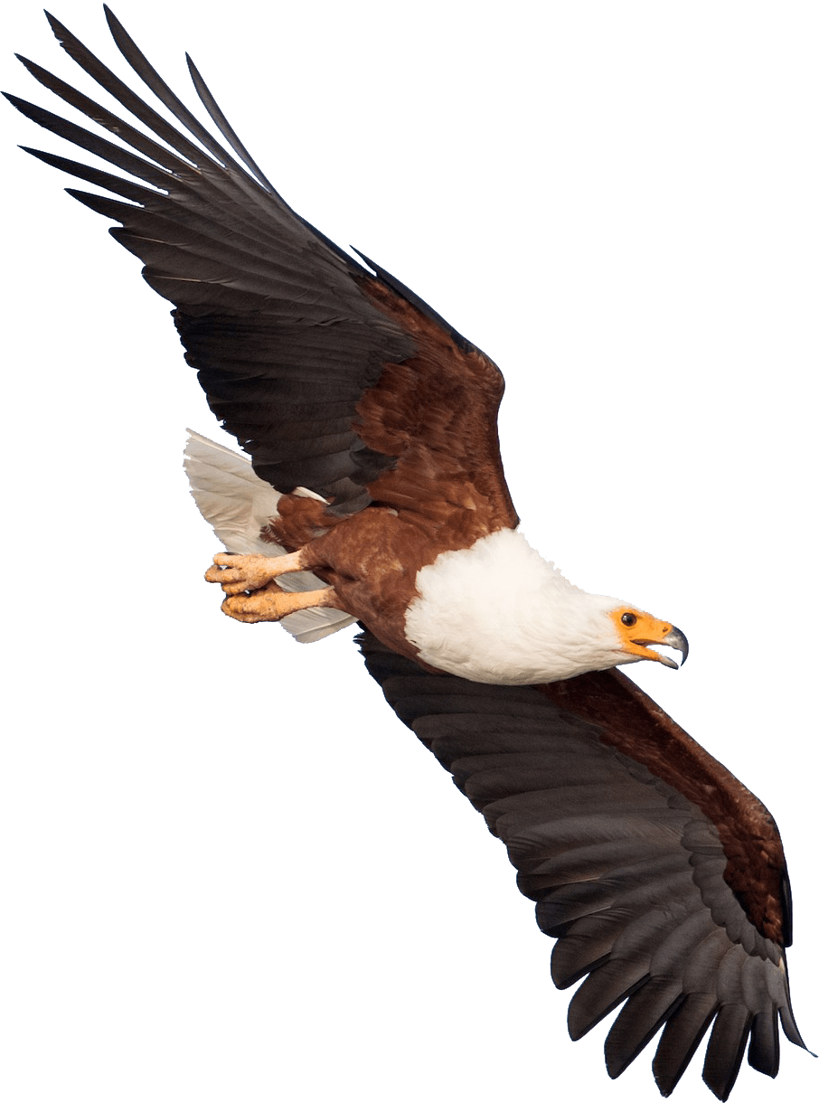African Fish Eagle Blank Template Imgflip