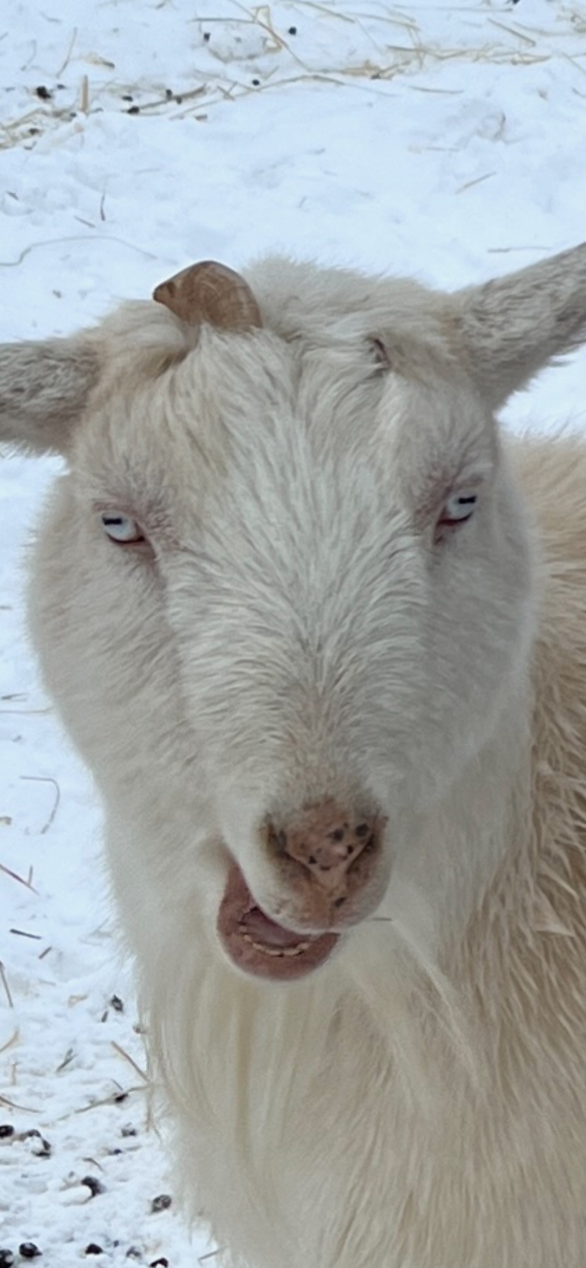 Goat Blank Template Imgflip