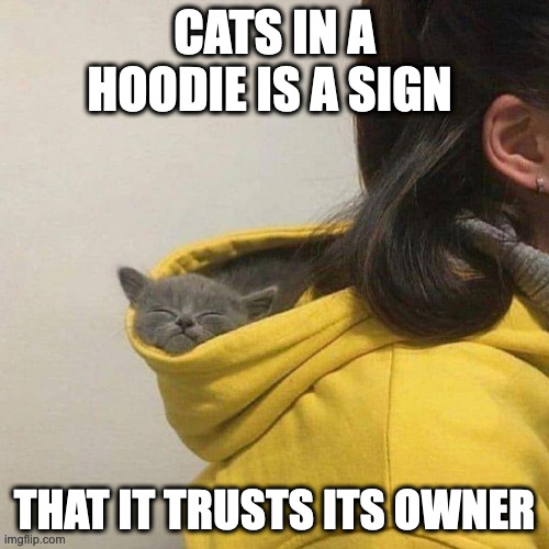 Cat in Hoodie Imgflip