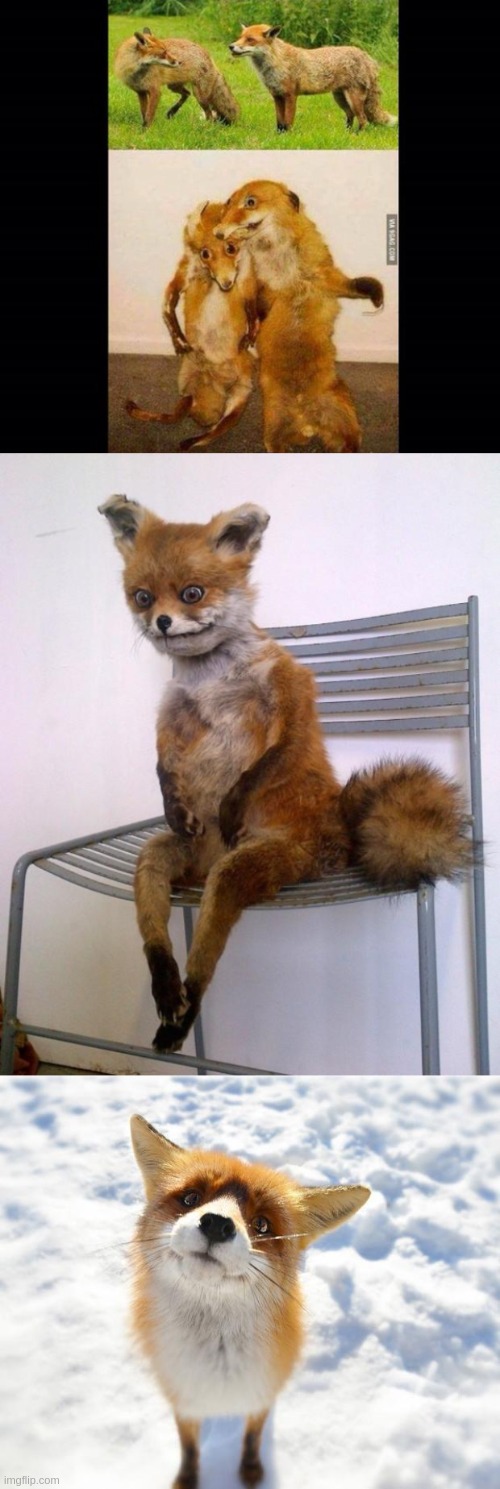 Image tagged in drunk fox,stoned fox,what does the fox say Imgflip