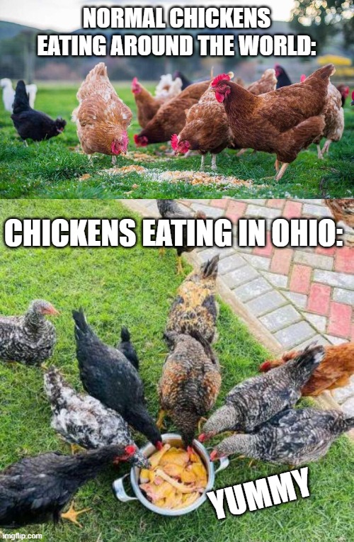 Image tagged in memes,funny memes,chicken Imgflip