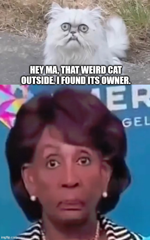 Maxine Waters' weird cat Imgflip