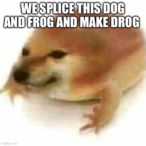 Frog and dog = drog Imgflip