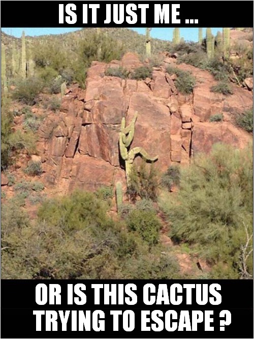 Runaway Cactus ? Imgflip