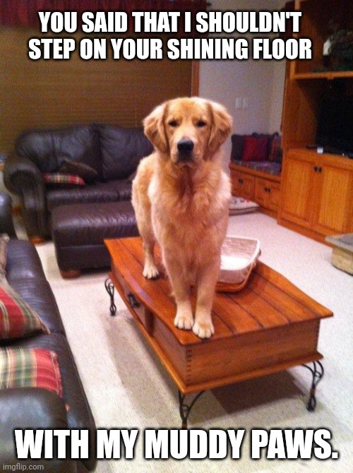 Coffee Table Dog Imgflip