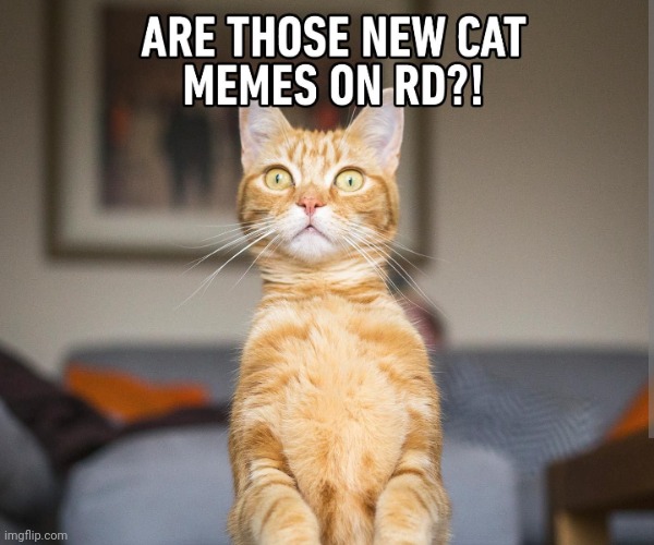 Image tagged in cats,reddit Imgflip