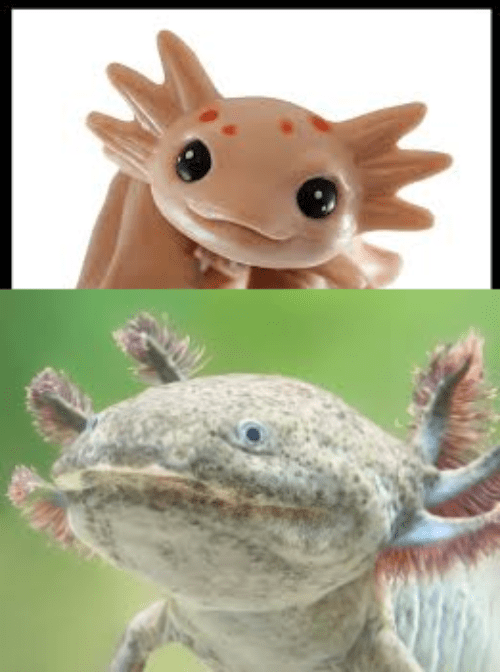 Cute axolotl Ugly axolotl Memes Imgflip