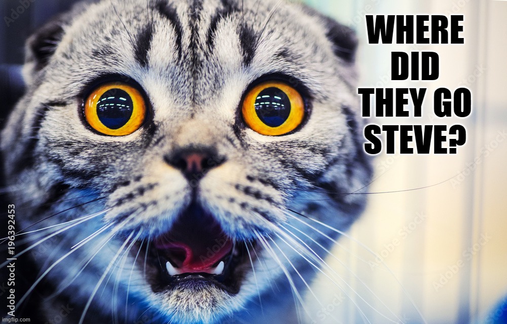 cats shocked cat Memes & GIFs Imgflip