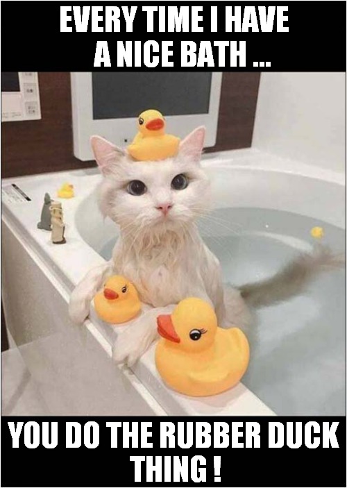 cats rubber ducks Memes & GIFs Imgflip