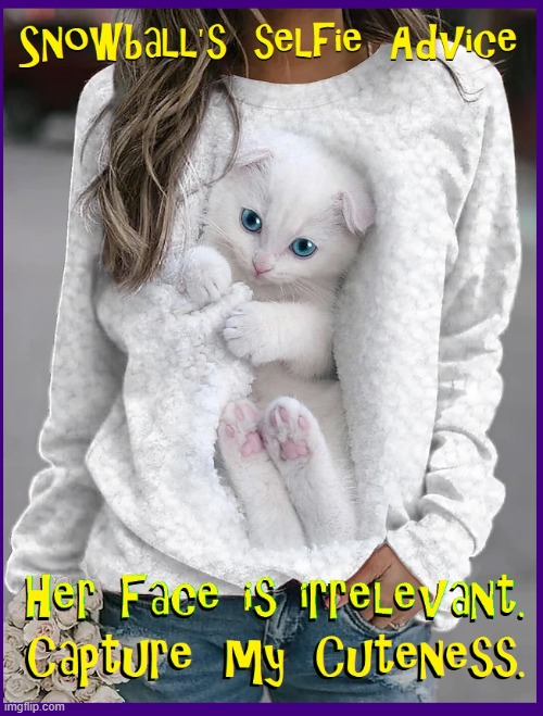 Photography Tips from Snowball the Cat Imgflip