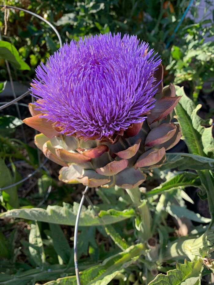 An Unharvested Artichoke Imgflip