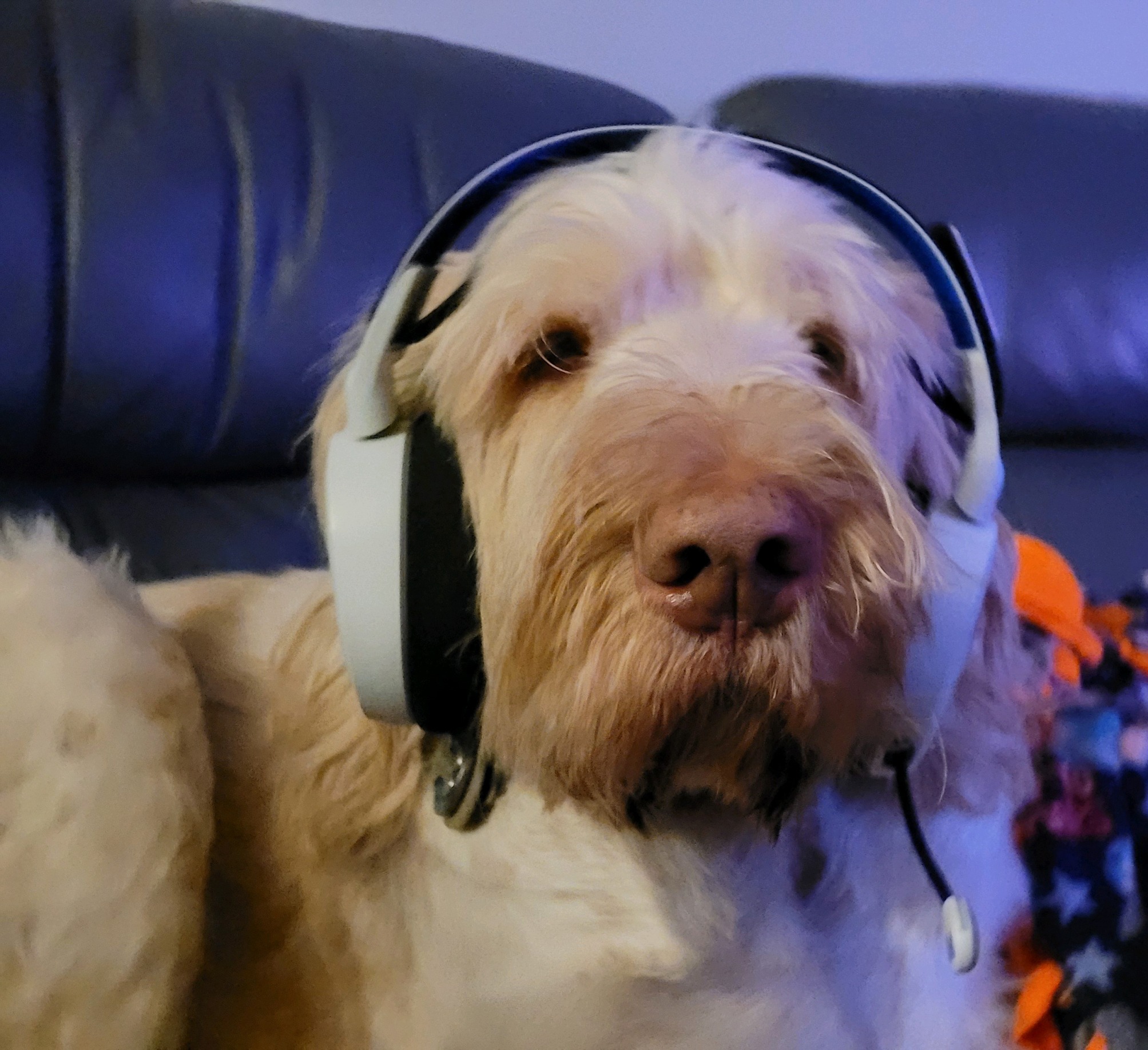 Gamer Dog Blank Template Imgflip