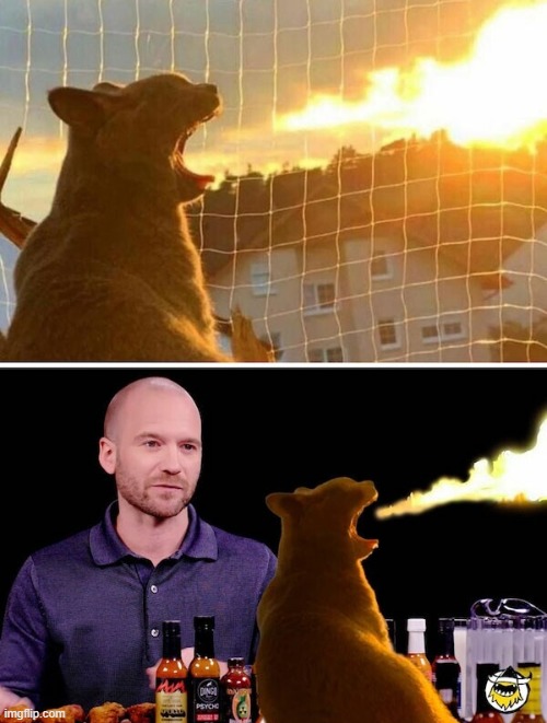 cat spitting fire Imgflip