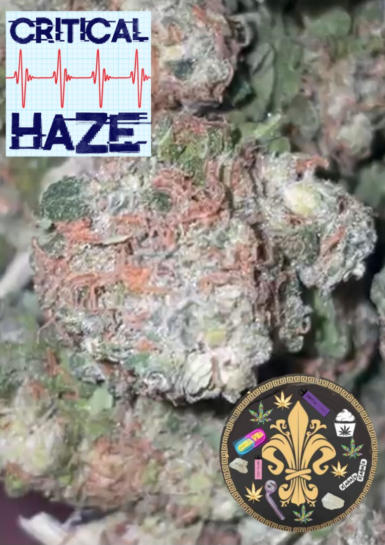 Critical Haze Strain Perth Drugs Emporium Blank Template Imgflip