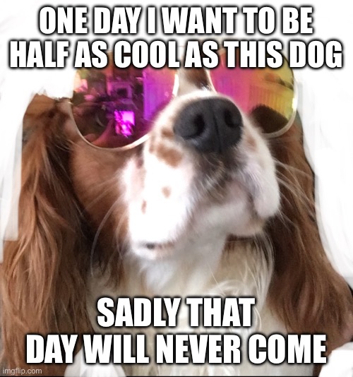 Image tagged in funny,cool,dog,dogs,sunglasses,fun Imgflip