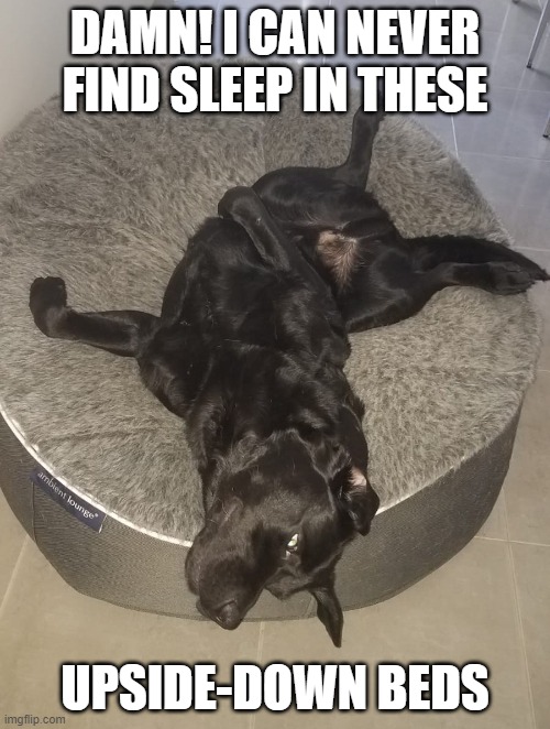 UpsideDown Sleep Imgflip