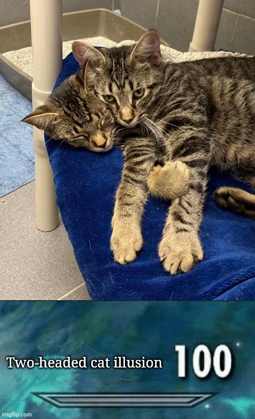 A twoheaded cat optical illusion Imgflip