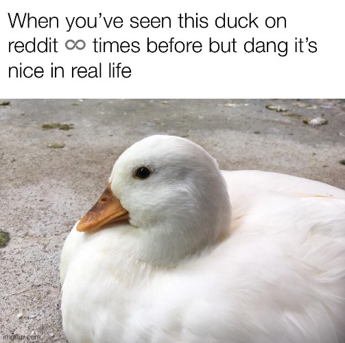 Image tagged in ducks,reddit,repost,memes,funny,quack Imgflip
