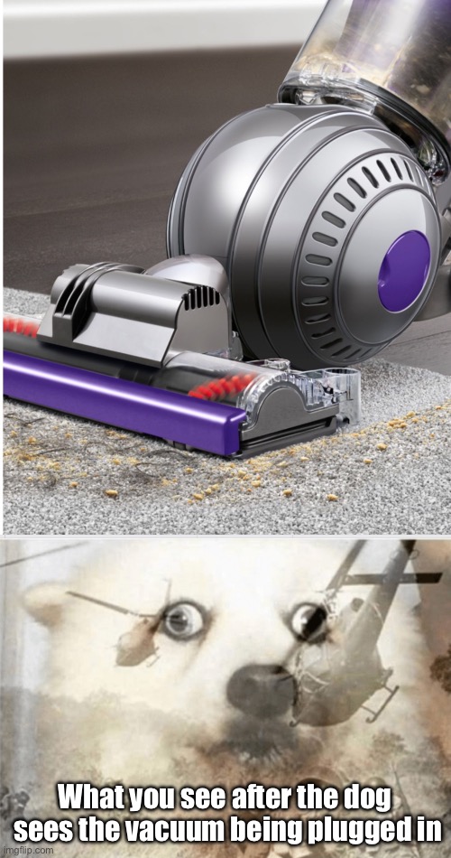 Image tagged in dyson ball cleaner,ptsd dog Imgflip