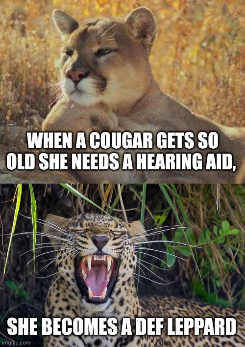 Hard to hear Cougar Imgflip