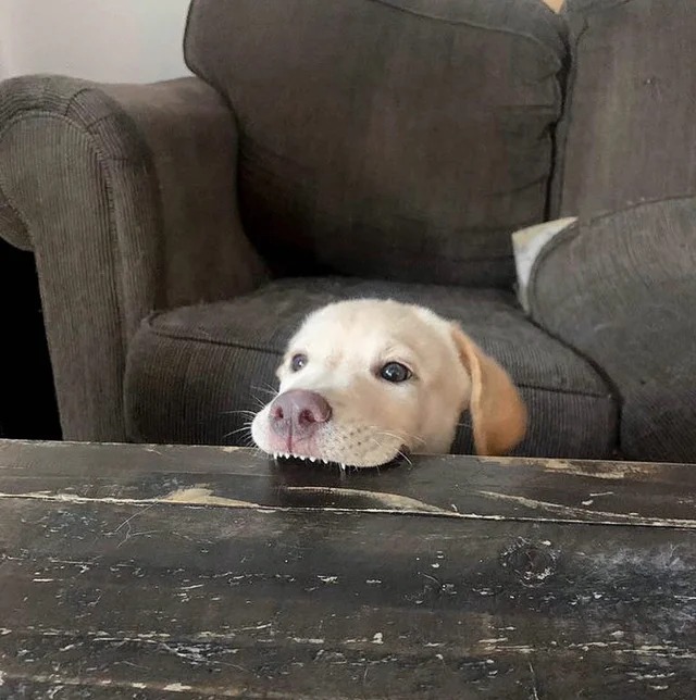 Dog biting table Blank Template Imgflip
