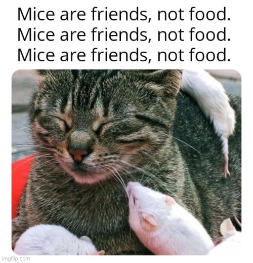 Mice are friends, not food. Imgflip