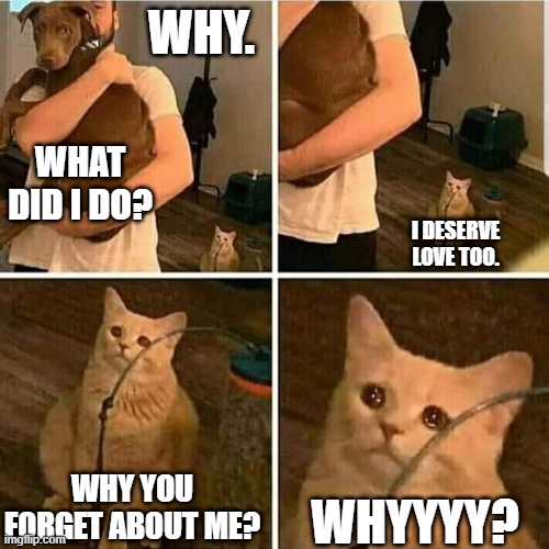 Sad Cat Holding Dog Imgflip
