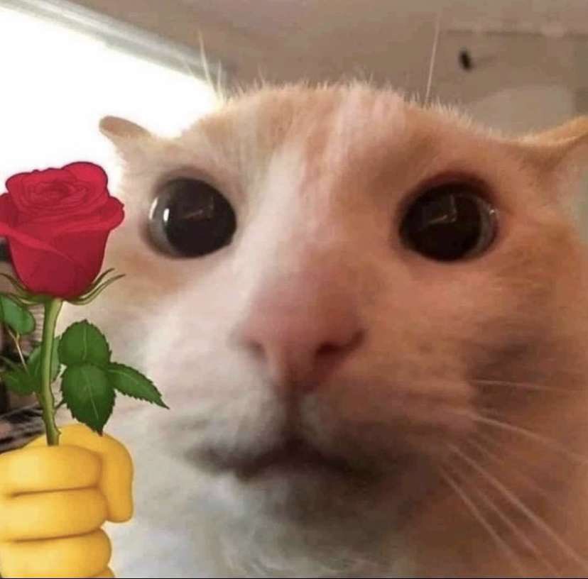 cat giving flower Blank Template Imgflip