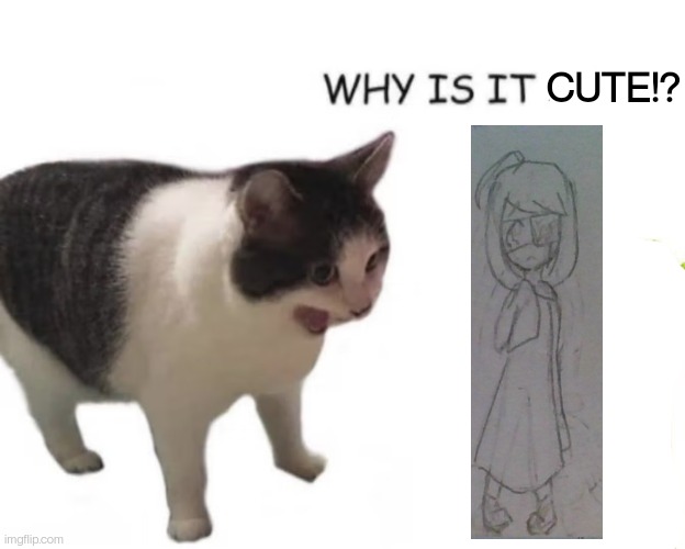 cat screaming Imgflip