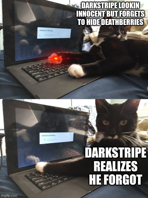 Keyboard Warrior Cat Imgflip