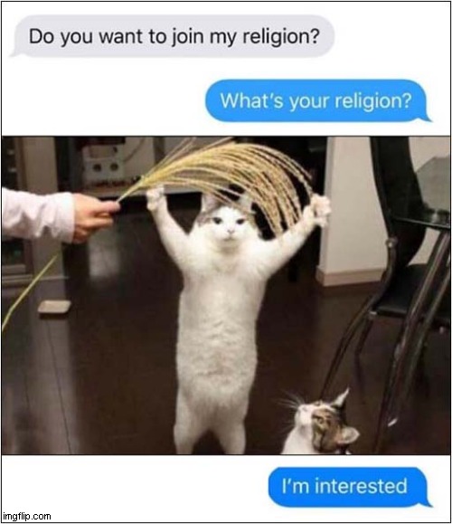 Cat Worship ! Imgflip