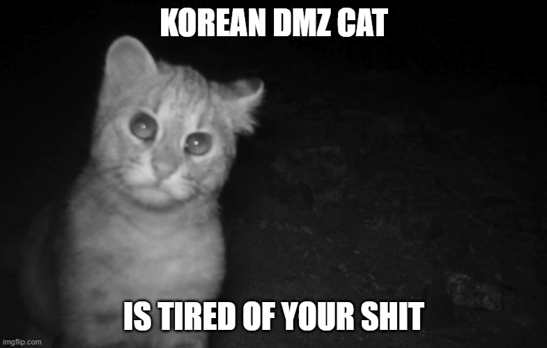 Korean DMZ Cat Imgflip