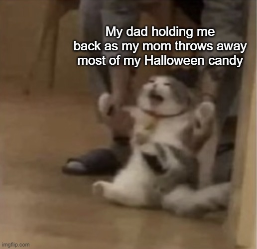 Angry Cat Being Dragged Away Imgflip